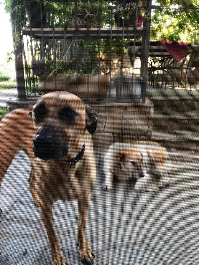 La Casa Di Sissi B&B Sanremo Dış mekan fotoğraf